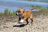 STAFFIE 204